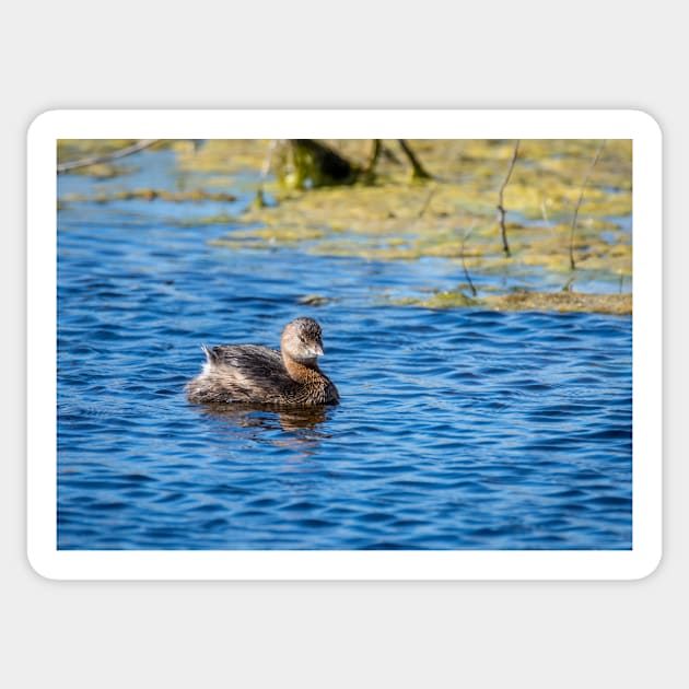 Pie-billed Grebe On A Sunny Day Sticker by Debra Martz